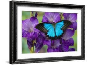 Mountain Blue Swallowtail of Australia, Papilio Ulysses-Darrell Gulin-Framed Photographic Print