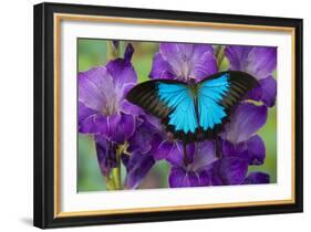 Mountain Blue Swallowtail of Australia, Papilio Ulysses-Darrell Gulin-Framed Photographic Print