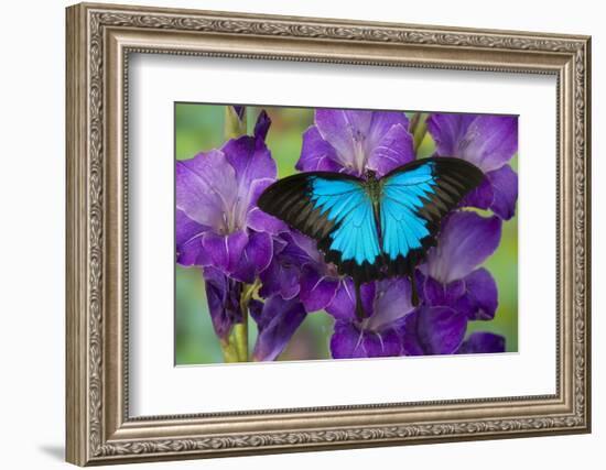 Mountain Blue Swallowtail of Australia, Papilio Ulysses-Darrell Gulin-Framed Photographic Print