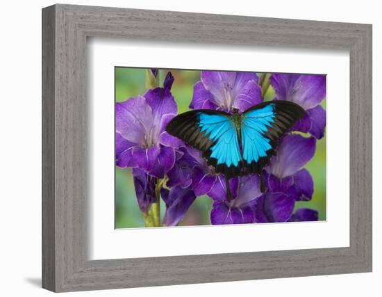 Mountain Blue Swallowtail of Australia, Papilio Ulysses-Darrell Gulin-Framed Photographic Print