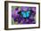 Mountain Blue Swallowtail of Australia, Papilio Ulysses-Darrell Gulin-Framed Photographic Print