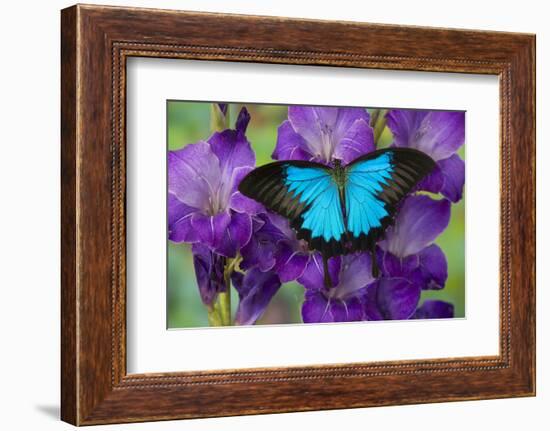 Mountain Blue Swallowtail of Australia, Papilio Ulysses-Darrell Gulin-Framed Photographic Print