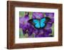 Mountain Blue Swallowtail of Australia, Papilio Ulysses-Darrell Gulin-Framed Photographic Print