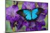 Mountain Blue Swallowtail of Australia, Papilio Ulysses-Darrell Gulin-Mounted Photographic Print