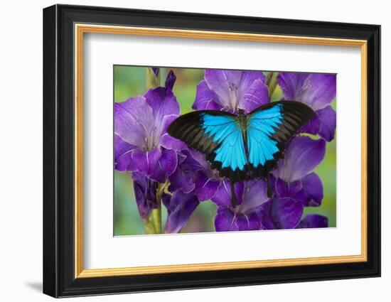 Mountain Blue Swallowtail of Australia, Papilio Ulysses-Darrell Gulin-Framed Photographic Print