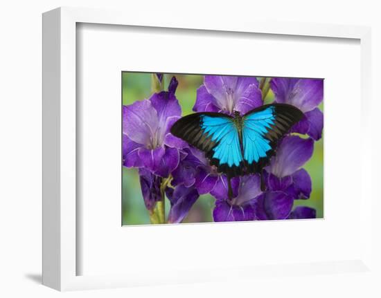 Mountain Blue Swallowtail of Australia, Papilio Ulysses-Darrell Gulin-Framed Photographic Print