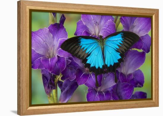 Mountain Blue Swallowtail of Australia, Papilio Ulysses-Darrell Gulin-Framed Premier Image Canvas