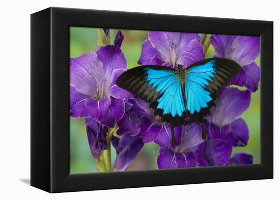 Mountain Blue Swallowtail of Australia, Papilio Ulysses-Darrell Gulin-Framed Premier Image Canvas