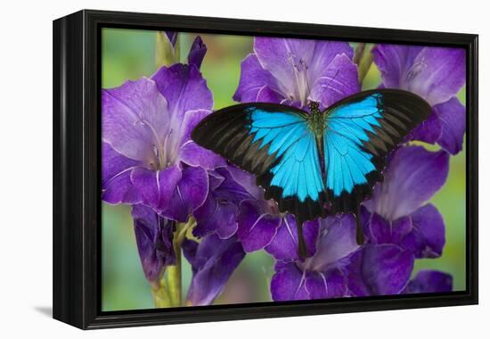 Mountain Blue Swallowtail of Australia, Papilio Ulysses-Darrell Gulin-Framed Premier Image Canvas