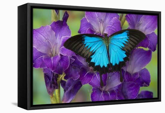 Mountain Blue Swallowtail of Australia, Papilio Ulysses-Darrell Gulin-Framed Premier Image Canvas