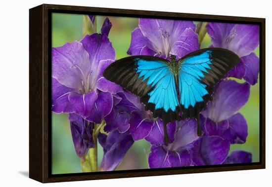 Mountain Blue Swallowtail of Australia, Papilio Ulysses-Darrell Gulin-Framed Premier Image Canvas