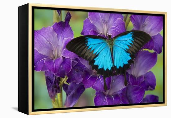 Mountain Blue Swallowtail of Australia, Papilio Ulysses-Darrell Gulin-Framed Premier Image Canvas