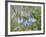 Mountain Bluebell, Yankee Boy Basin, Uncompahgre National Forest, Colorado, USA-James Hager-Framed Photographic Print