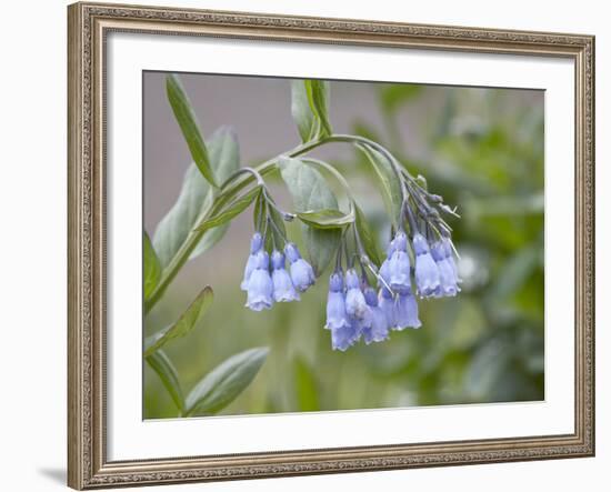 Mountain Bluebell, Yankee Boy Basin, Uncompahgre National Forest, Colorado, USA-James Hager-Framed Photographic Print