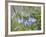 Mountain Bluebell, Yankee Boy Basin, Uncompahgre National Forest, Colorado, USA-James Hager-Framed Photographic Print