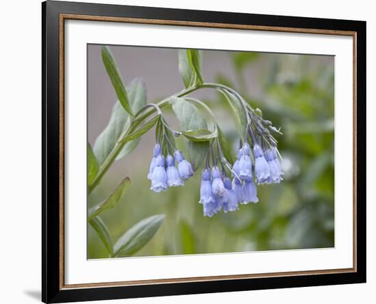 Mountain Bluebell, Yankee Boy Basin, Uncompahgre National Forest, Colorado, USA-James Hager-Framed Photographic Print