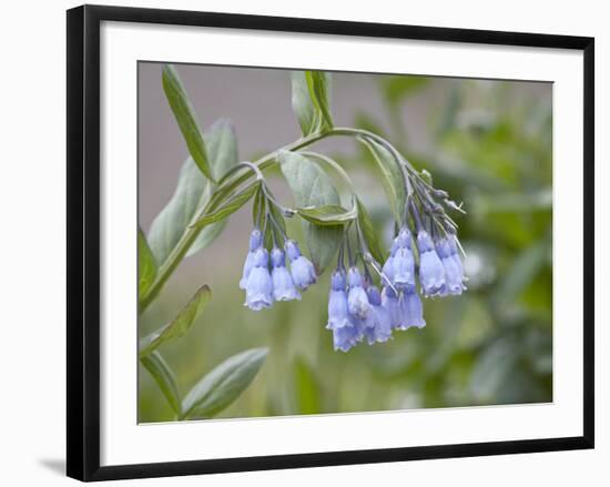 Mountain Bluebell, Yankee Boy Basin, Uncompahgre National Forest, Colorado, USA-James Hager-Framed Photographic Print