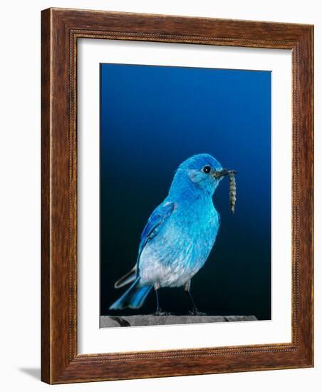 Mountain Bluebird in Yellowstone National Park, Wyoming, USA-Charles Sleicher-Framed Photographic Print