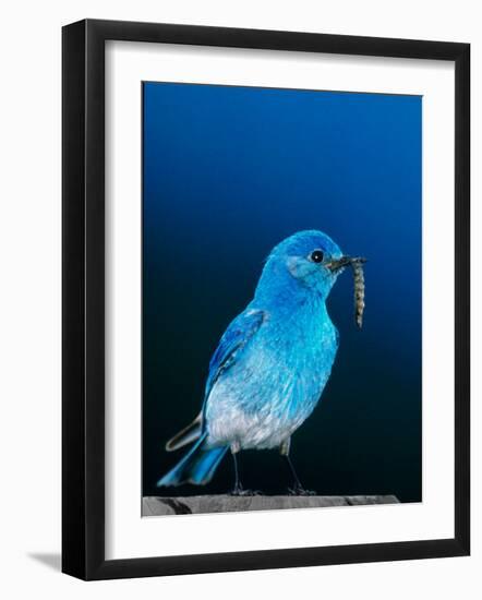 Mountain Bluebird in Yellowstone National Park, Wyoming, USA-Charles Sleicher-Framed Photographic Print