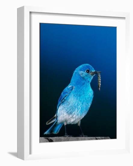 Mountain Bluebird in Yellowstone National Park, Wyoming, USA-Charles Sleicher-Framed Photographic Print