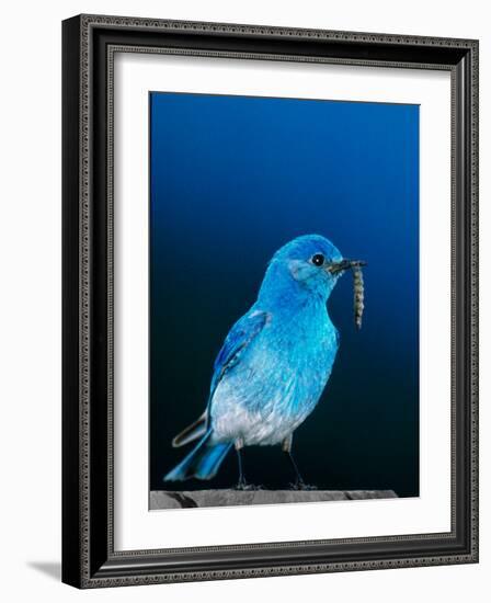 Mountain Bluebird in Yellowstone National Park, Wyoming, USA-Charles Sleicher-Framed Photographic Print