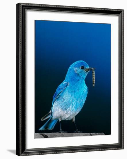 Mountain Bluebird in Yellowstone National Park, Wyoming, USA-Charles Sleicher-Framed Photographic Print