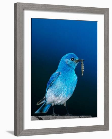 Mountain Bluebird in Yellowstone National Park, Wyoming, USA-Charles Sleicher-Framed Photographic Print