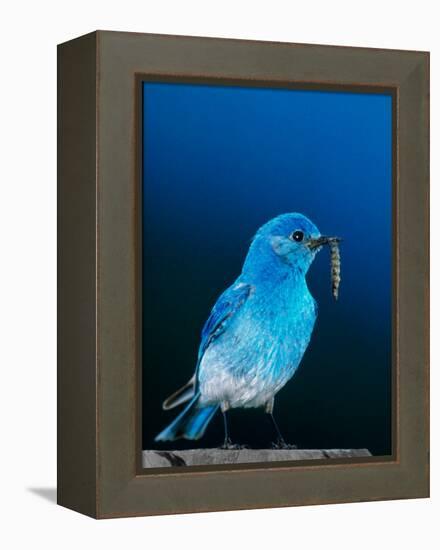 Mountain Bluebird in Yellowstone National Park, Wyoming, USA-Charles Sleicher-Framed Premier Image Canvas