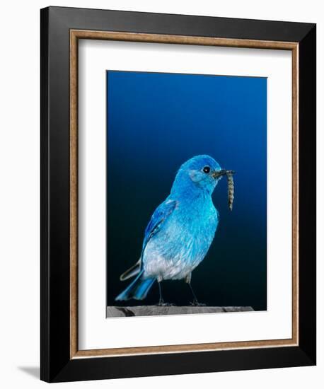 Mountain Bluebird in Yellowstone National Park, Wyoming, USA-Charles Sleicher-Framed Photographic Print