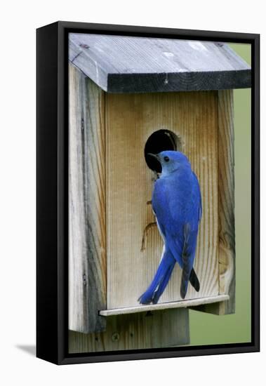 Mountain Bluebird Male at Nest Box-null-Framed Premier Image Canvas