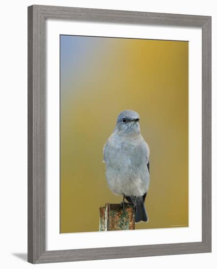 Mountain Bluebird, Male on Post, Grand Teton National Park, Wyoming, USA-Rolf Nussbaumer-Framed Photographic Print