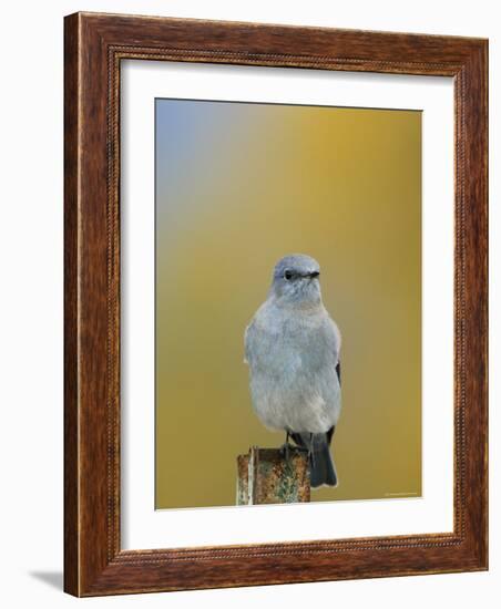 Mountain Bluebird, Male on Post, Grand Teton National Park, Wyoming, USA-Rolf Nussbaumer-Framed Photographic Print