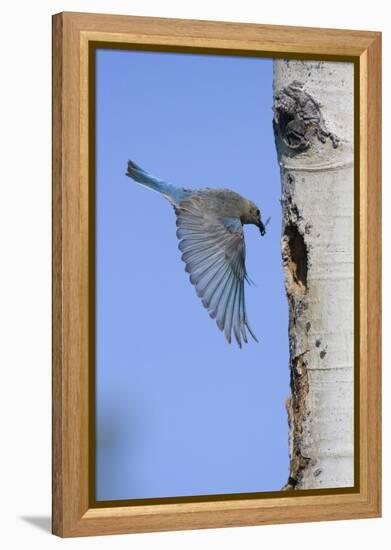 Mountain Bluebird Returning to Nest Cavity with Food-Ken Archer-Framed Premier Image Canvas