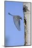 Mountain Bluebird Returning to Nest Cavity with Food-Ken Archer-Mounted Photographic Print
