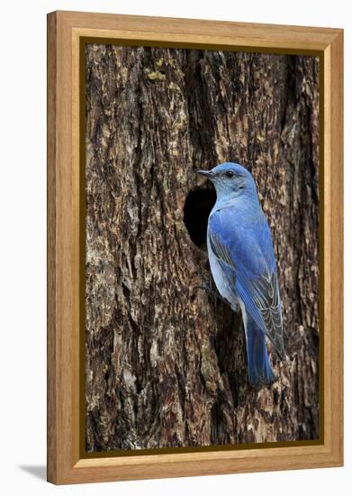 Mountain Bluebird (Sialia Currucoides), Male at Nest Cavity, Yellowstone National Park, Wyoming-James Hager-Framed Premier Image Canvas