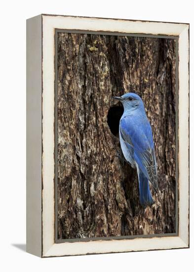 Mountain Bluebird (Sialia Currucoides), Male at Nest Cavity, Yellowstone National Park, Wyoming-James Hager-Framed Premier Image Canvas