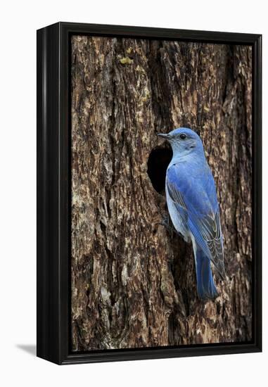 Mountain Bluebird (Sialia Currucoides), Male at Nest Cavity, Yellowstone National Park, Wyoming-James Hager-Framed Premier Image Canvas