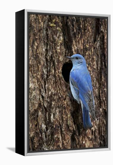 Mountain Bluebird (Sialia Currucoides), Male at Nest Cavity, Yellowstone National Park, Wyoming-James Hager-Framed Premier Image Canvas