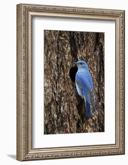 Mountain Bluebird (Sialia Currucoides), Male at Nest Cavity, Yellowstone National Park, Wyoming-James Hager-Framed Photographic Print