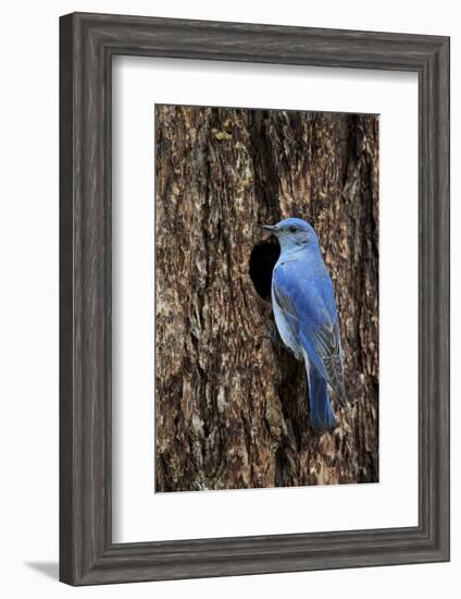 Mountain Bluebird (Sialia Currucoides), Male at Nest Cavity, Yellowstone National Park, Wyoming-James Hager-Framed Photographic Print