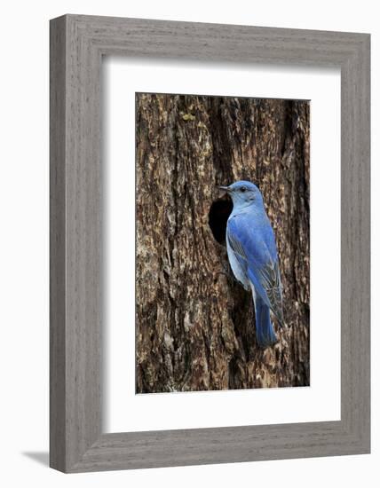 Mountain Bluebird (Sialia Currucoides), Male at Nest Cavity, Yellowstone National Park, Wyoming-James Hager-Framed Photographic Print