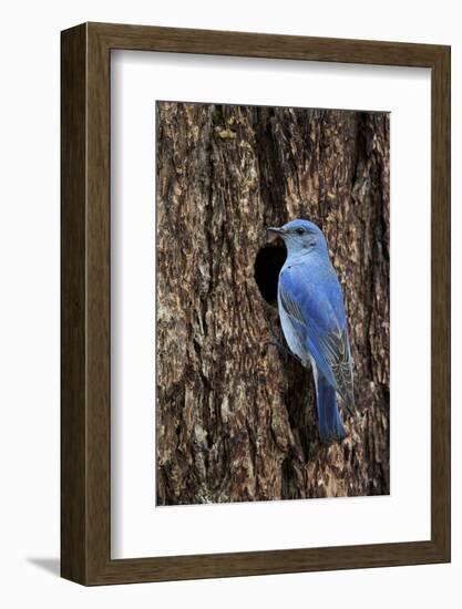 Mountain Bluebird (Sialia Currucoides), Male at Nest Cavity, Yellowstone National Park, Wyoming-James Hager-Framed Photographic Print