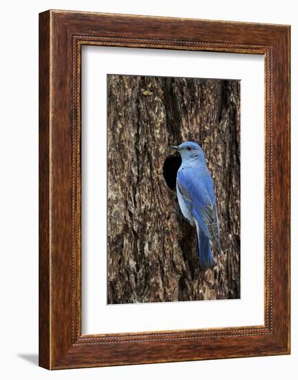 Mountain Bluebird (Sialia Currucoides), Male at Nest Cavity, Yellowstone National Park, Wyoming-James Hager-Framed Photographic Print