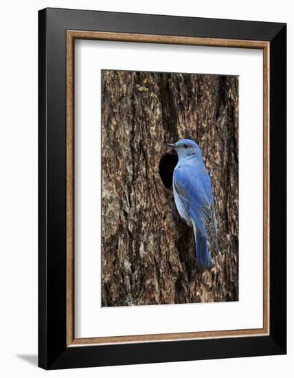 Mountain Bluebird (Sialia Currucoides), Male at Nest Cavity, Yellowstone National Park, Wyoming-James Hager-Framed Photographic Print