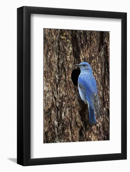 Mountain Bluebird (Sialia Currucoides), Male at Nest Cavity, Yellowstone National Park, Wyoming-James Hager-Framed Photographic Print