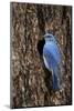 Mountain Bluebird (Sialia Currucoides), Male at Nest Cavity, Yellowstone National Park, Wyoming-James Hager-Mounted Photographic Print