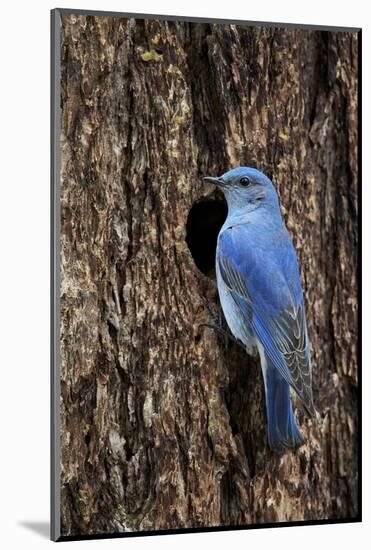 Mountain Bluebird (Sialia Currucoides), Male at Nest Cavity, Yellowstone National Park, Wyoming-James Hager-Mounted Photographic Print