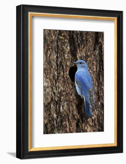 Mountain Bluebird (Sialia Currucoides), Male at Nest Cavity, Yellowstone National Park, Wyoming-James Hager-Framed Photographic Print