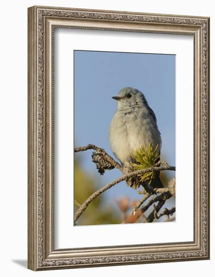 Mountain Bluebird, Sialia currucoides, Yellowstone National Park, Montana, Wyoming-Adam Jones-Framed Photographic Print