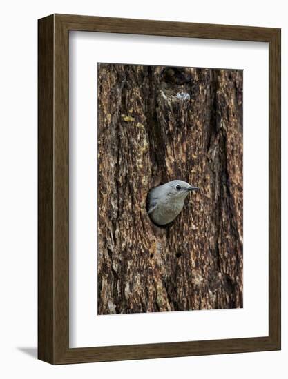 Mountain Bluebird (Sialia Currucoides), Yellowstone National Park, Wyoming-James Hager-Framed Photographic Print